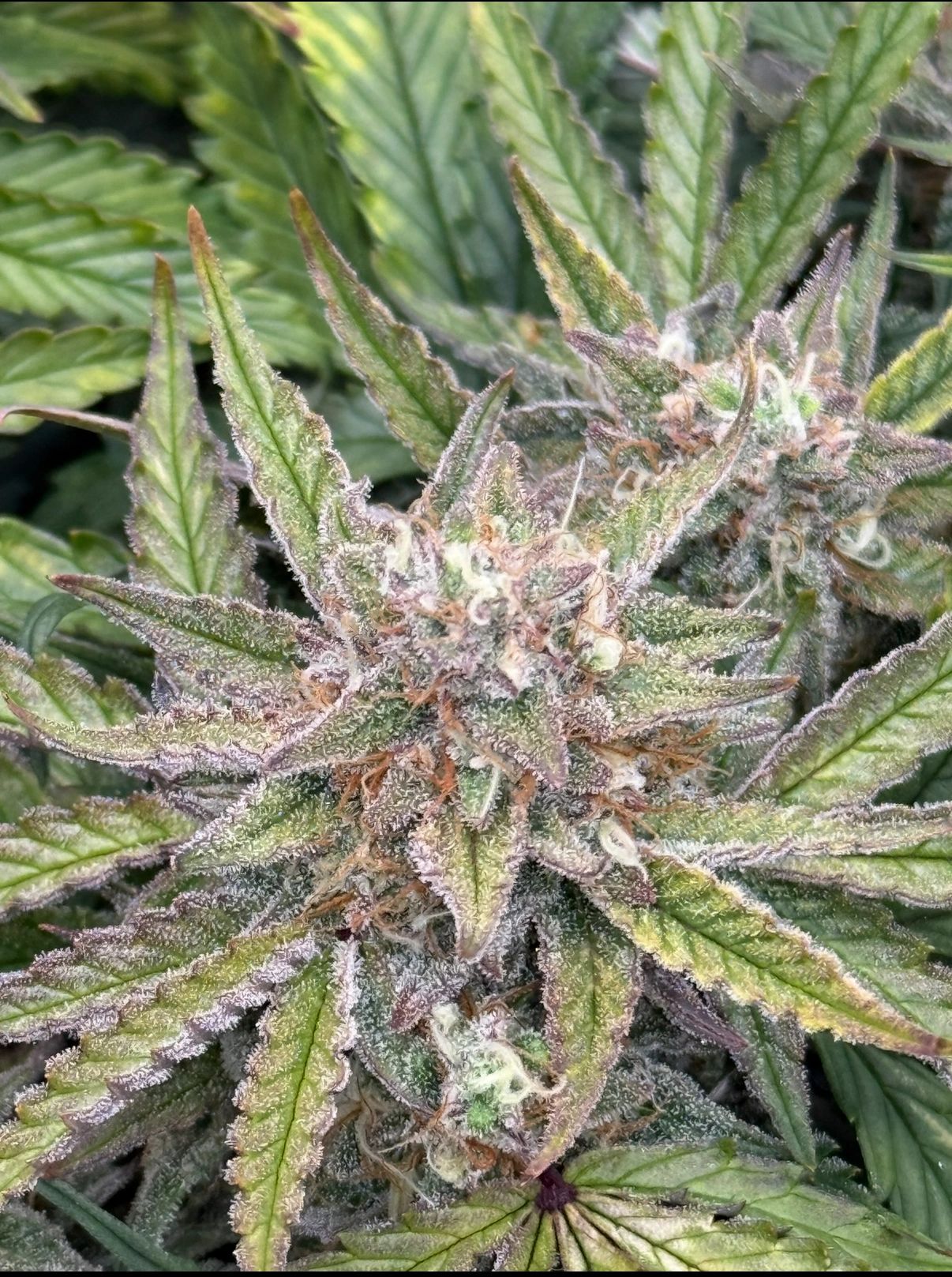 Close-up of a cannabis plant with trichomes and leaves.