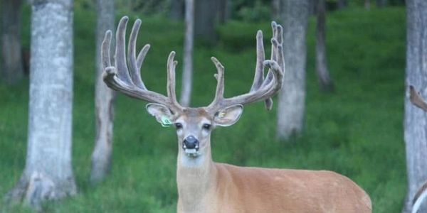 MAPLE FOREST WHITETAILS AND BR2 BREEDER BUCK GROUND ZERO