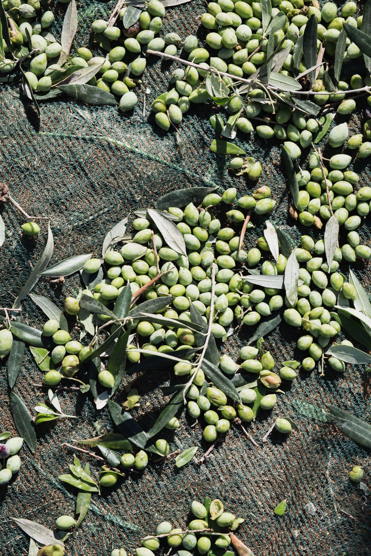Green olives on tarp at harvest time Green olives on tarp at harvest time