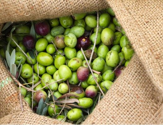 Green olives in a burlap sack Green olives in a burlap sack