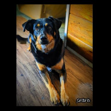 The dog that has stuck by myside for 7+ years. She really is a sweet thing but will always put up a 