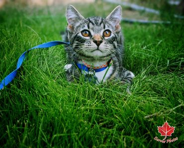 My new kitten Tobi💙