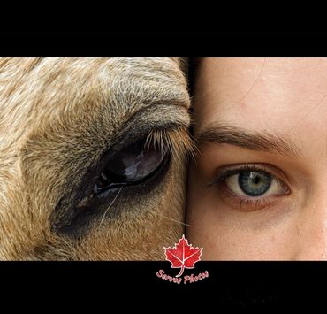 A beautiful photo I had captured with my mothers horse. She has the prettiest eyes, sure filled with