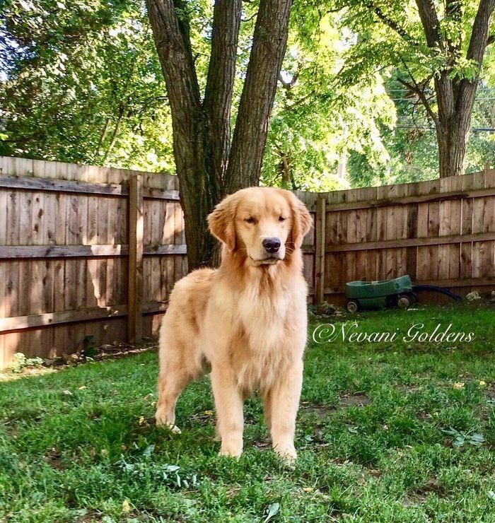 Nevani Goldens Breeder Golden Retriever Puppies