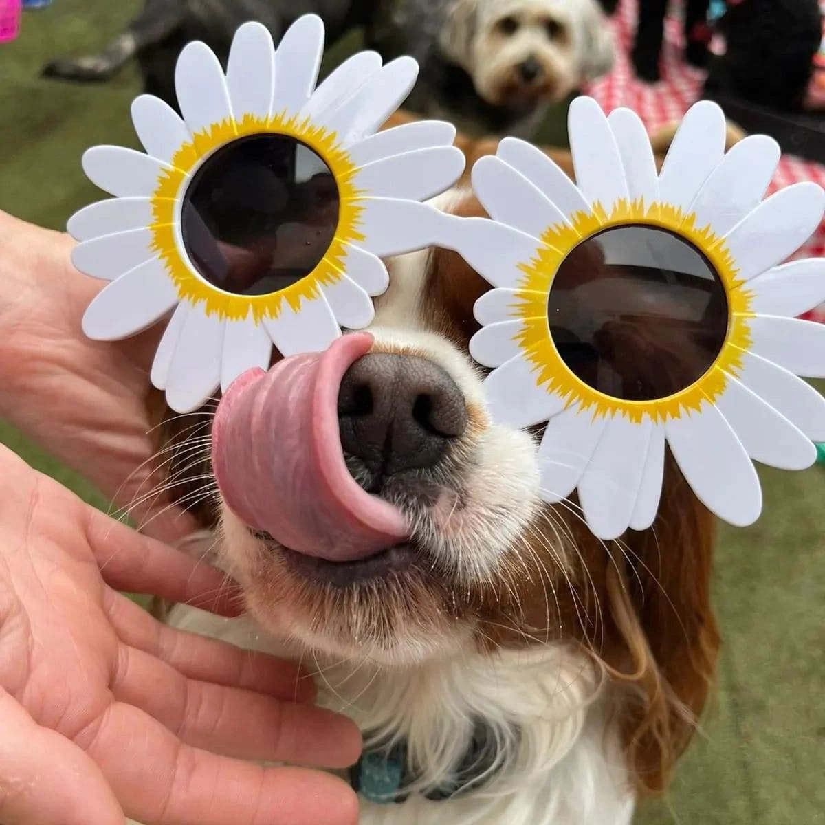 Best Doggy Daycare Services