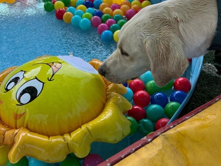 best-doggy-daycare-services