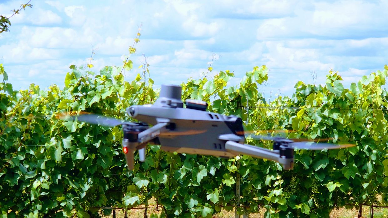 Drone survey in front of grapevine