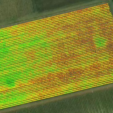 NDVI view of a vineyard survey in Hampshire