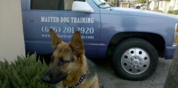 Dog training your dogs at your home.