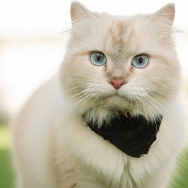 Dolly, Ragdoll cat with fluffy cream coat and blue eyes, playful little feline.
