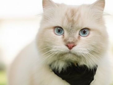 Dolly, Ragdoll cat with fluffy cream coat and blue eyes, playful little feline.