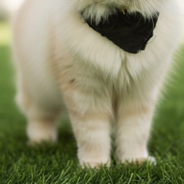 Dolly, Ragdoll cat with fluffy cream coat and blue eyes, playful little feline.