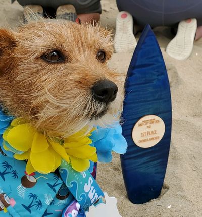 Carsonsurfdog - Dog Surfing, Surfing Dogs
