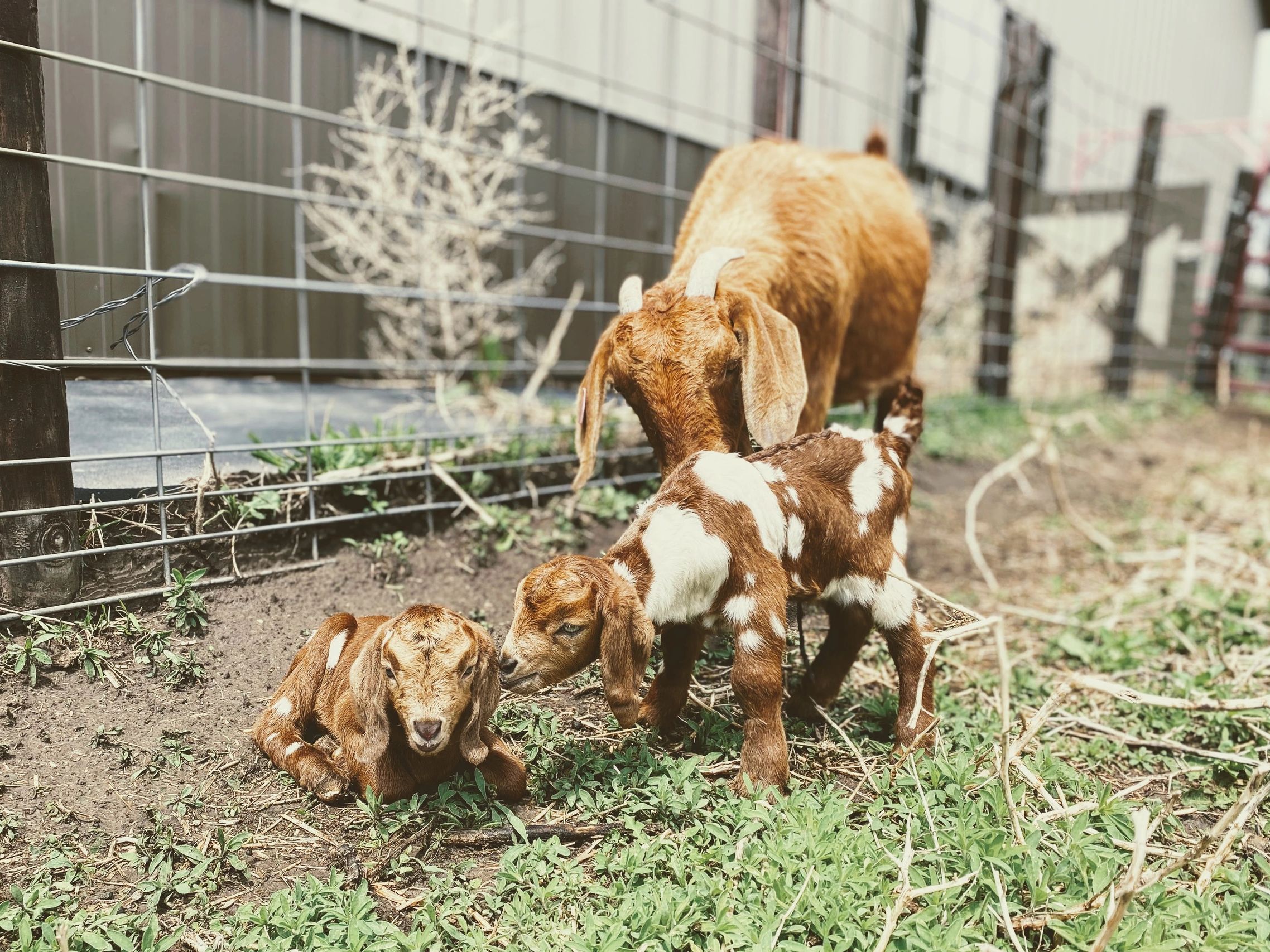 Productos veterinarios para cabras, caprinos.