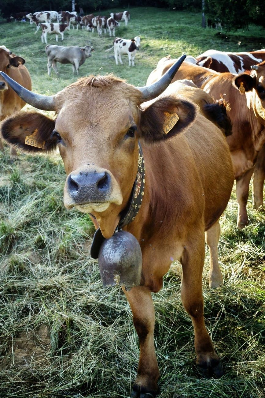 productos veterinarios para vacas