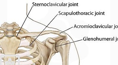 Anatomy of the Shoulder Complex, Physiopedia.