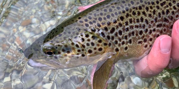 Wild brown trout from the river Test 
