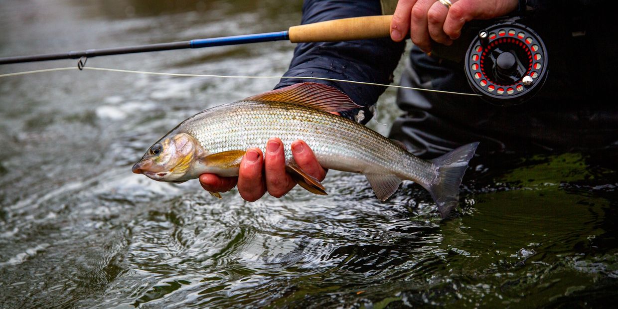 Tactics for Winter Grayling Fly Fishing
