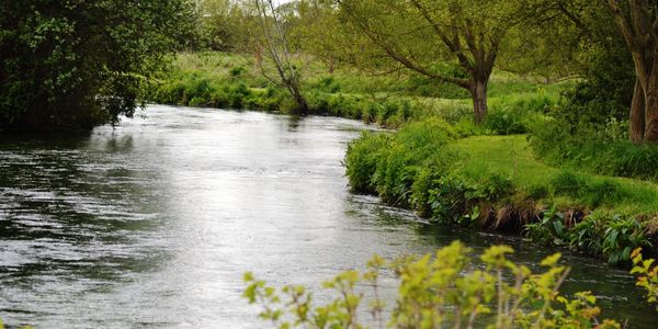 Big river surrounded by lush growth of grass and plants