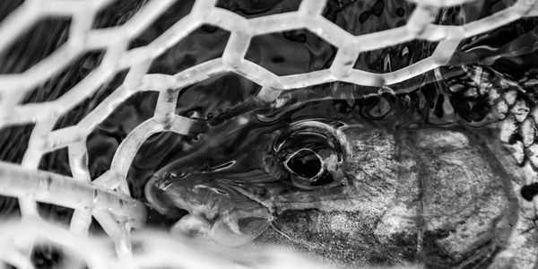  Hookafly Grayling 