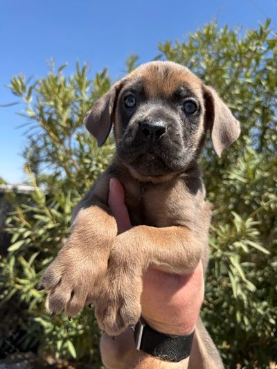 A cute puppy held up against a sunny background.