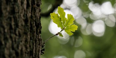 A plant growing from a tree's trunk