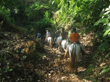 Natural horsemanship Horse Farm long-term rentals