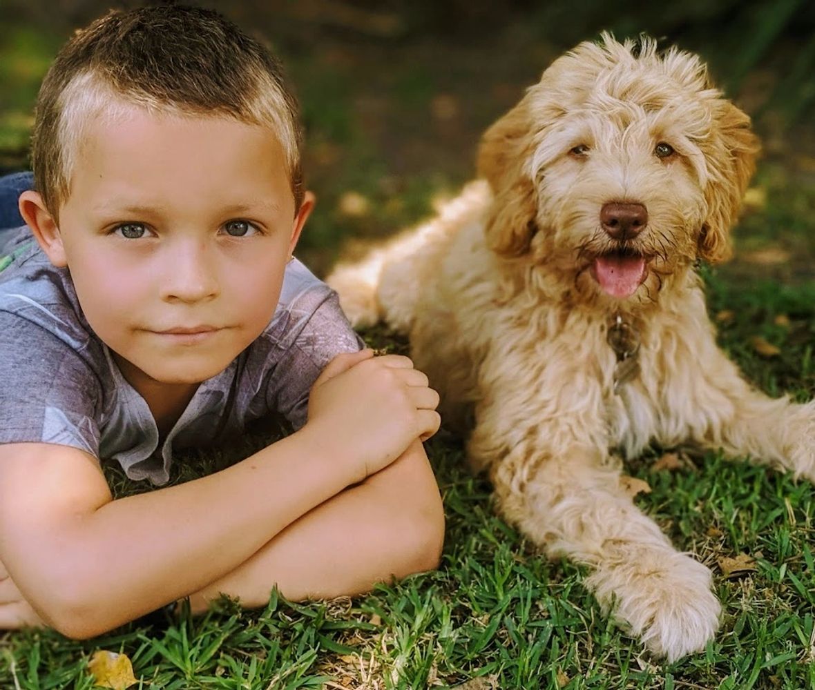 A young boy lies beside his Australian Cobberdog puppy in the grass. They look happy and relaxed.
