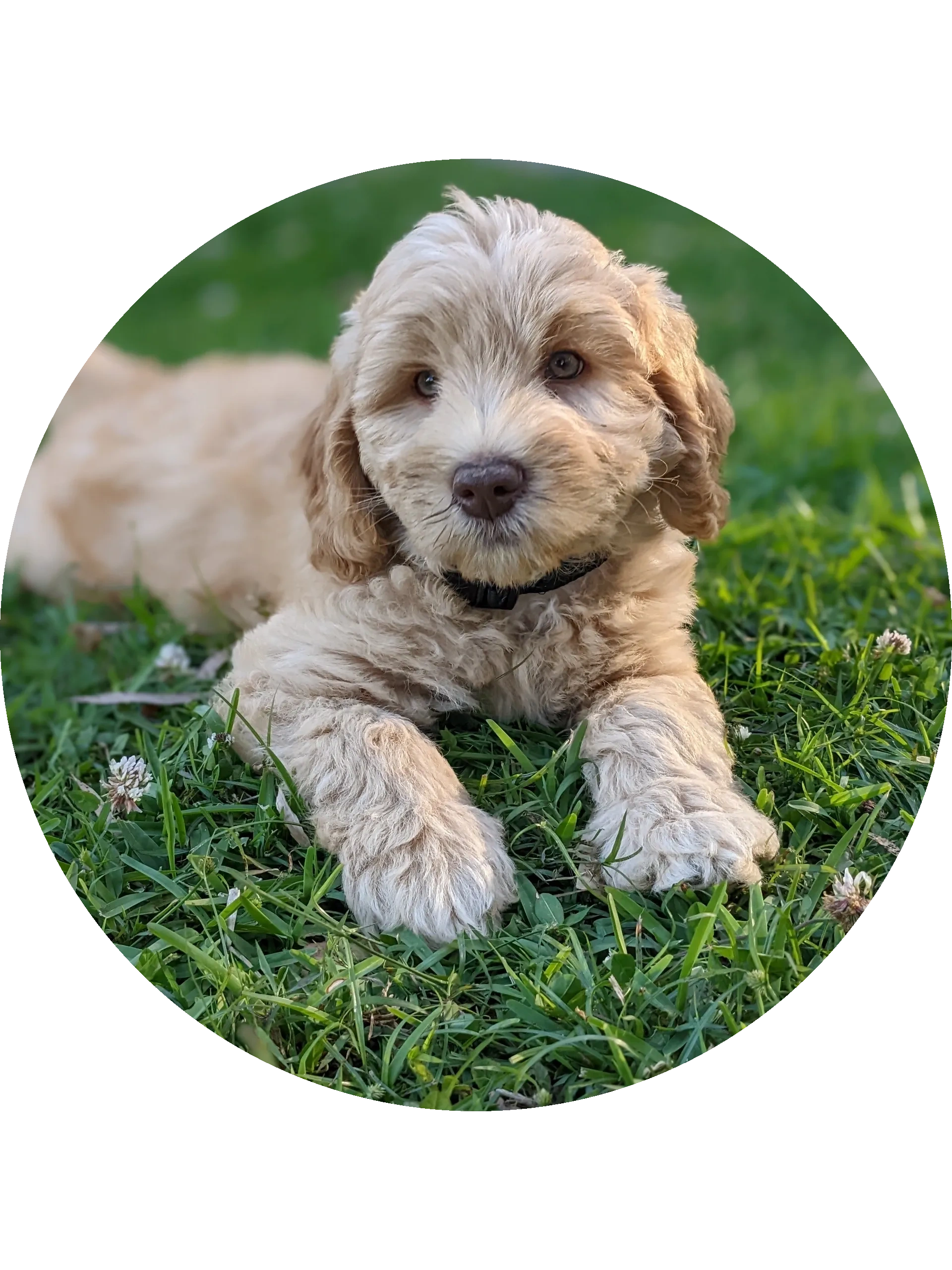A blonde Australian Cobberdog sits on grass. She has soft, outstretched paws and pale brown eyes.
