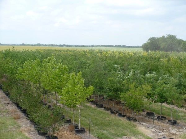 Hondo tx fruit trees