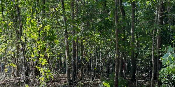 Dense forest with sunlight filtering through the green leaves.