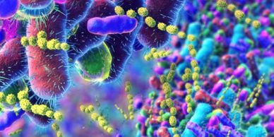 Autoimmune disease is linked to an imbalance in gut microbiome.