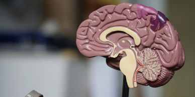 The gut brain axis is a crucial aspect in restoring your health.