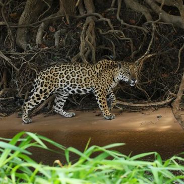 Tour da onça pintada, jaguar panther, vida selvagem, natureza, pantanal