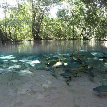 Flutuação, passeio, snorkel, peixes, Nobres