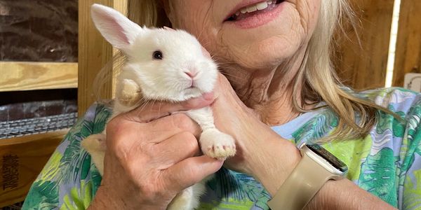 Rabbits for sale on the farmstead