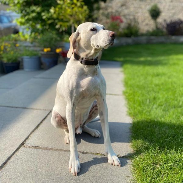 A white dog sitting in a garden