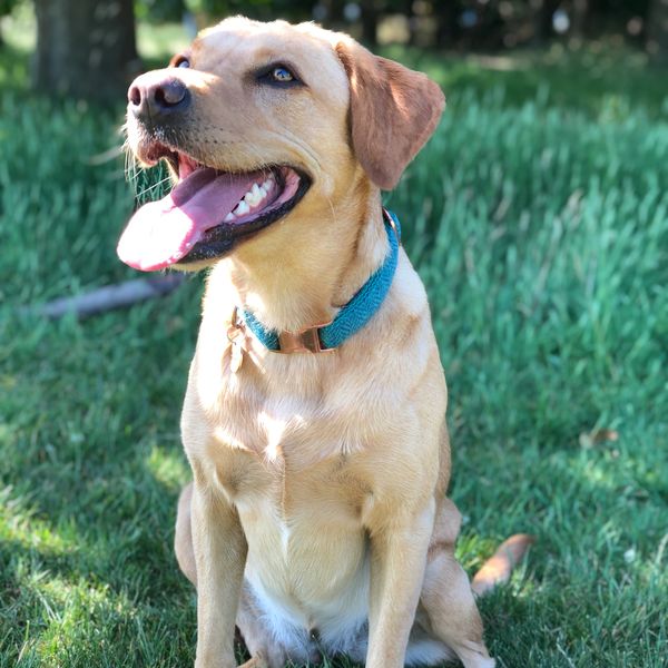 A dog sitting on grass