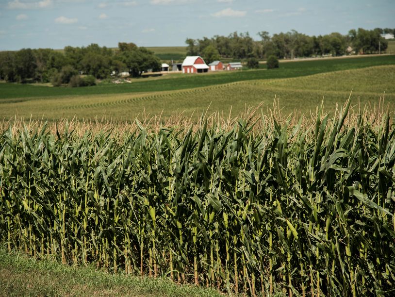 Saunders County, Nebraska farm with rolling hills planted with corn and a beautiful red barn.