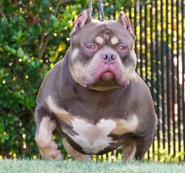 KOBA 
