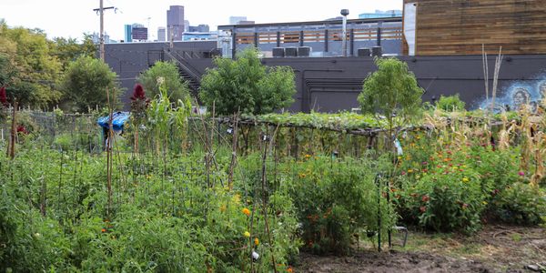 Urban community garden with lush plants and city skyline in the background.