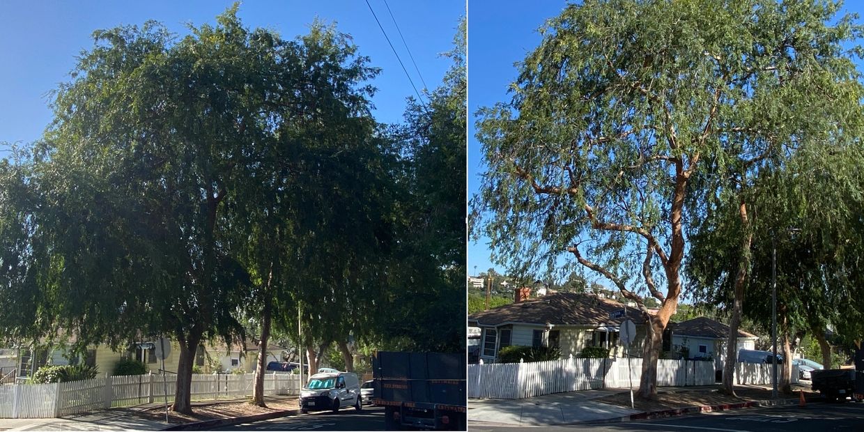 Side-by-side photos showing a large tree on a residential street before pruning and after pruning wi