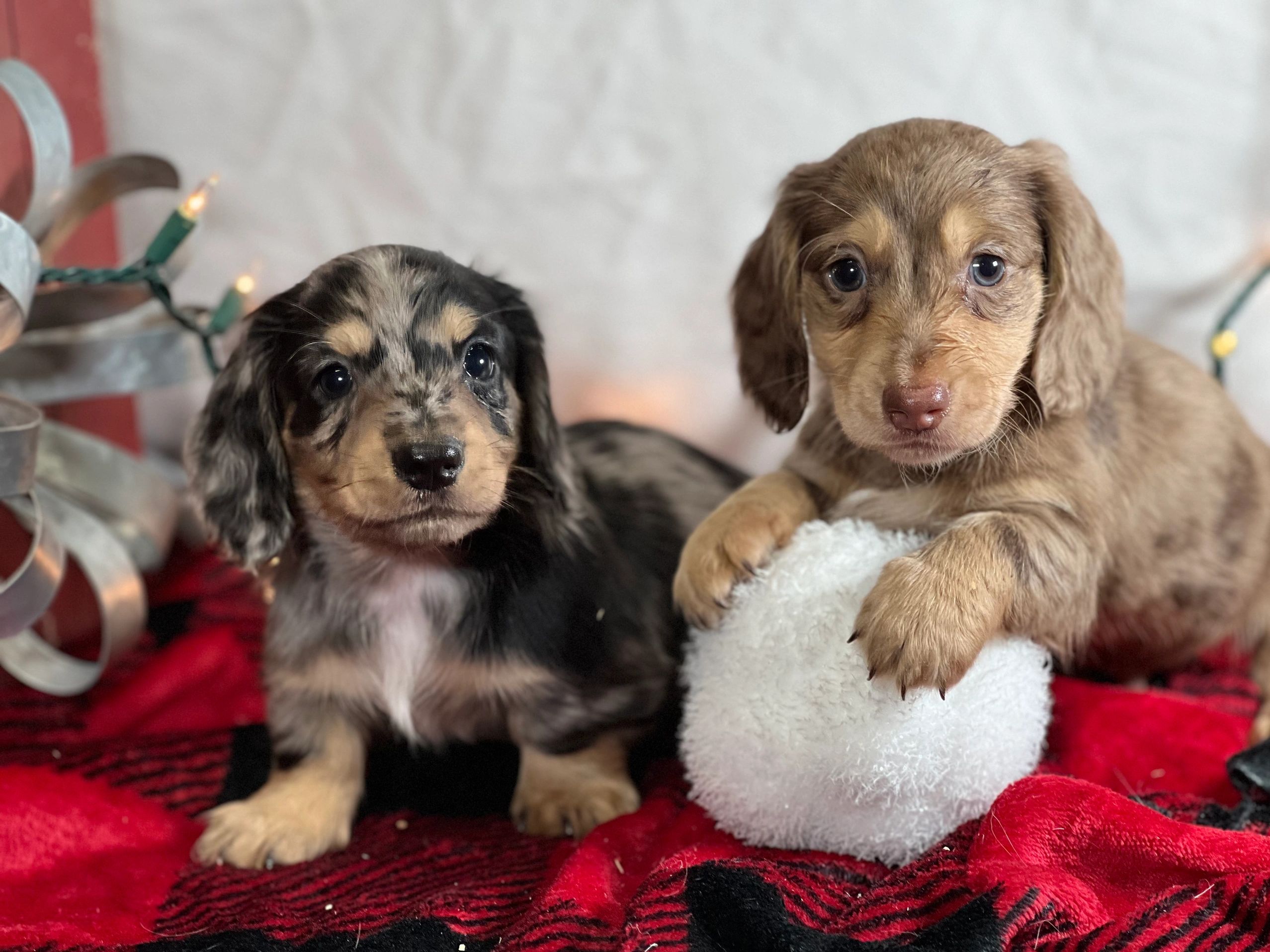 Adorable, quality bred Dachshund puppies in Louisiana.  Doxie puppies in Arkansas.  
