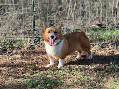 Corgi puppies available near Dallas, TX.   Corgi puppies available near me