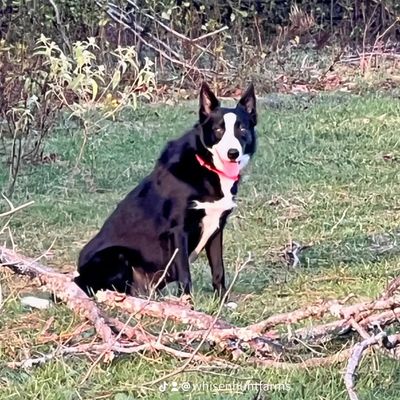 traditionally marked, short coat, cowdog female