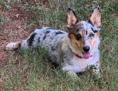 blue merle American Corgi female, carries fluffy- Corgi puppies in Arkansas