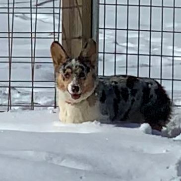 blue merle American Corgi.  Carries bluie, and fluffy.  Bluie is  dilute 