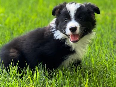 Gorgeous rough Coat Border Collie puppy in Arkansas.  Border Collie near Texas
