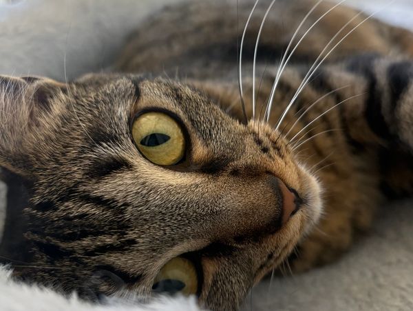 Close-up of a tabby cat's face with yellow eyes.
