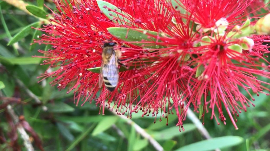 Honey Bee on Bottlebrush bloom, Saucier, Mississippi, USA